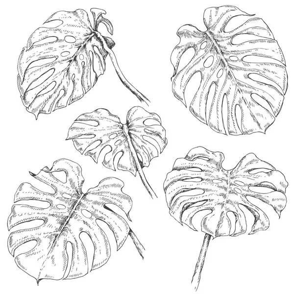 Monstera 잎 스케치 — 스톡 벡터