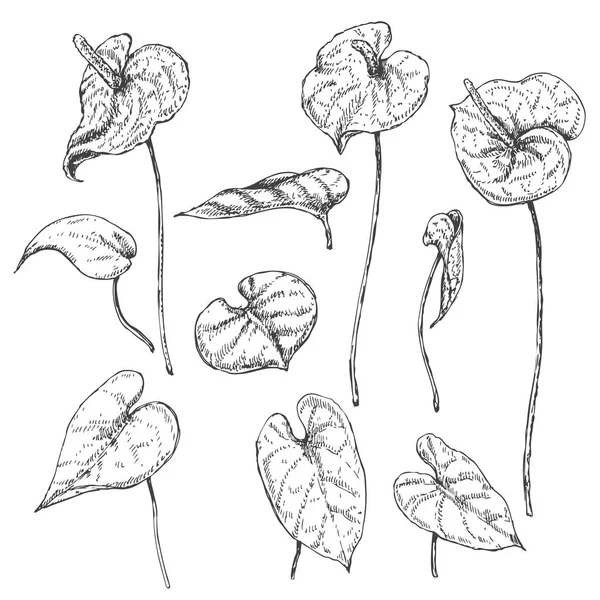 Bosquejo de hojas y flores de Anthurium — Archivo Imágenes Vectoriales