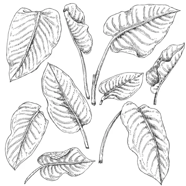 Dieffenbachia deja bosquejo — Vector de stock