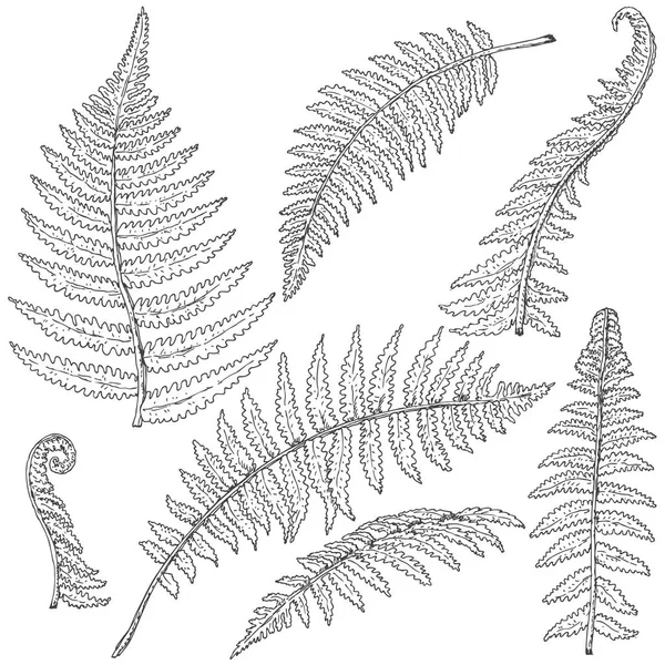 Fern Leaves Sketch Royalty Free Stock Vectors