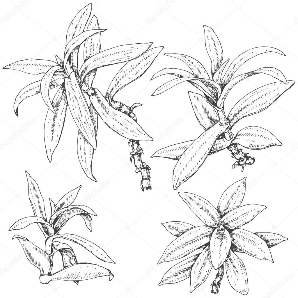 Spiderwort Branches Sketch