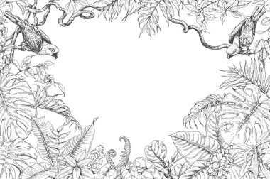 Tropik bitkiler ve kuşlar çerçeve