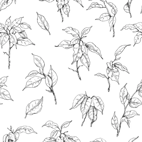 Dibujado a mano Ficus Branch Pattern — Vector de stock