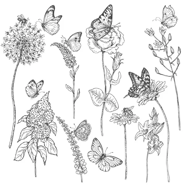 Bosquejo de flores silvestres e insectos — Vector de stock