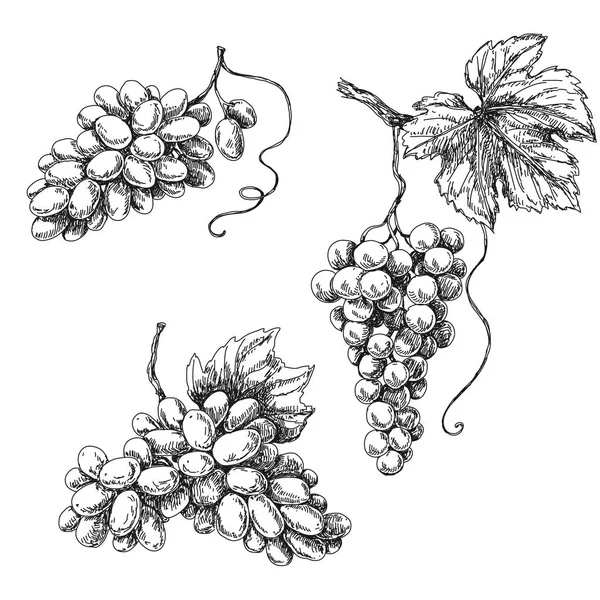 Uva schizzo monocromatico — Vettoriale Stock