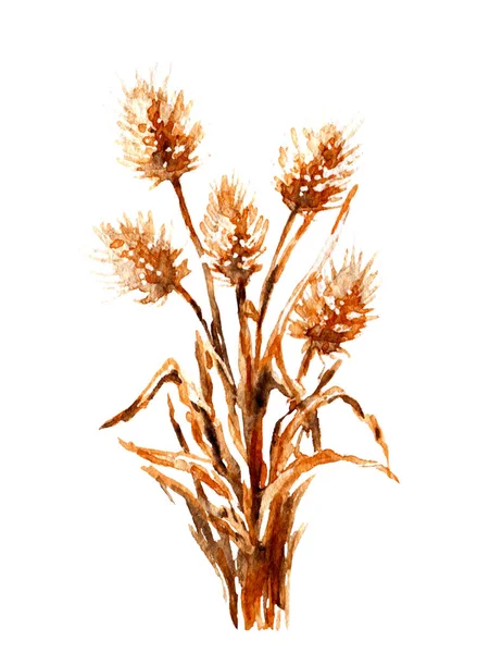 Watercolor  dried flowers — Stock Photo, Image