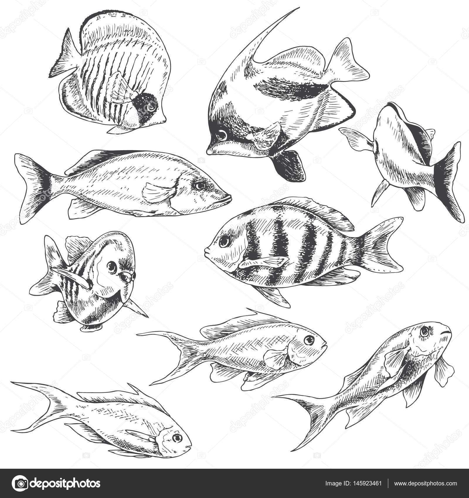 Elementi naturali sottomarini disegnati a mano Schizzo di animali barriera corallina Pesci in bianco e nero insieme Illustrazione in bianco e nero da
