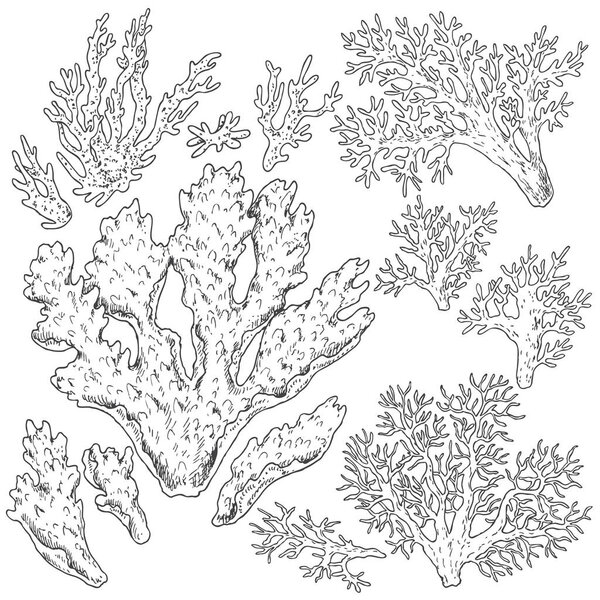 Sketch of  corals  set