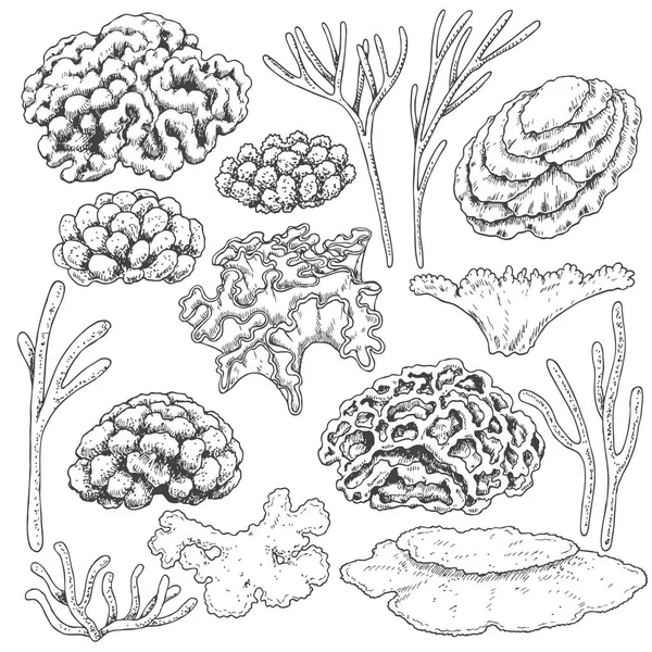 Bosquejo de corales conjunto — Vector de stock