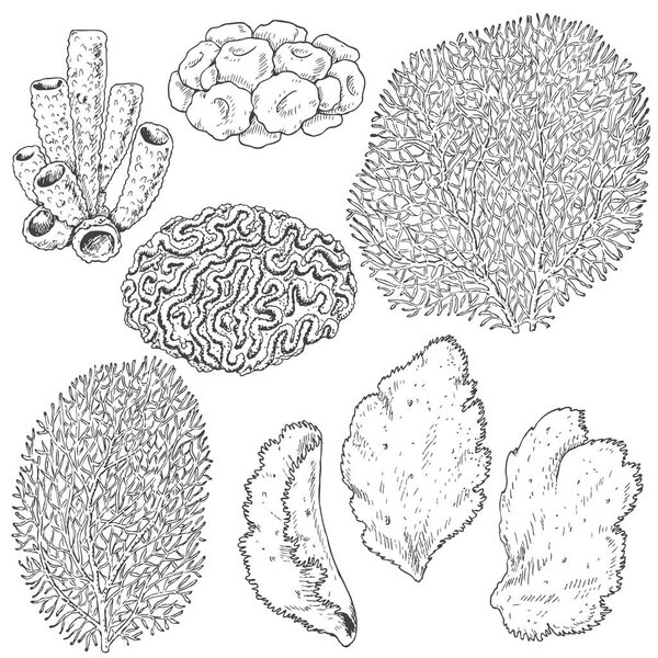 Sketch of  corals  set