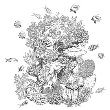 Resif mercan ve balıklar