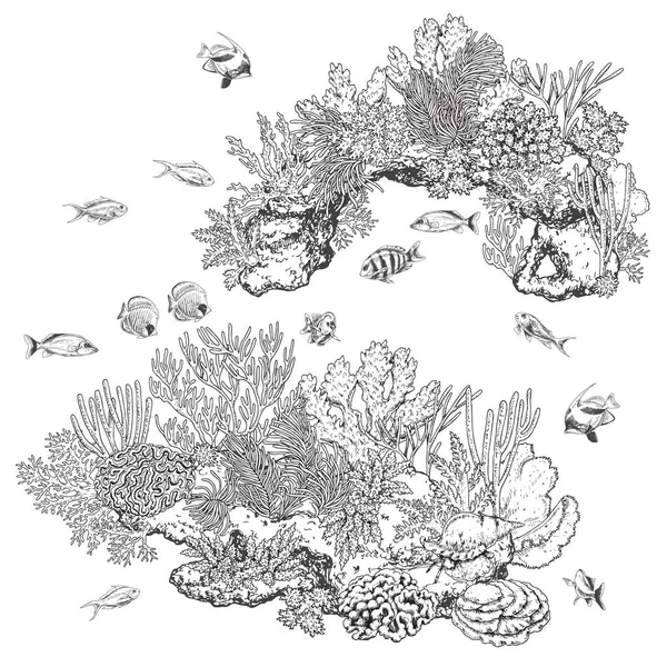 Reef Corals and Fishes — Stock Vector