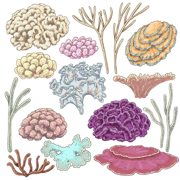 Σετ χρωματιστά κοράλλια — Διανυσματικό Αρχείο