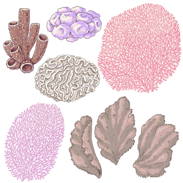 Комплект цветных кораллов — стоковый вектор