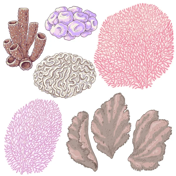 Corals Berwarna Ditata - Stok Vektor