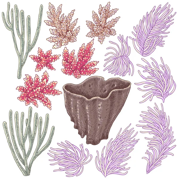 Set di coralli colorati — Vettoriale Stock