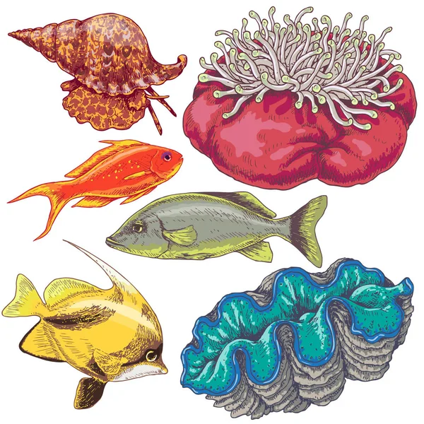 サンゴ礁の動物セット — ストックベクタ