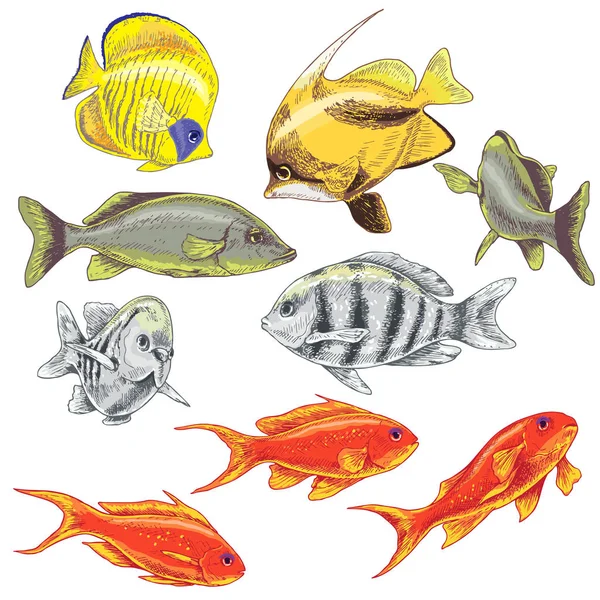 Colored Reef Fishes Set — Stock Vector