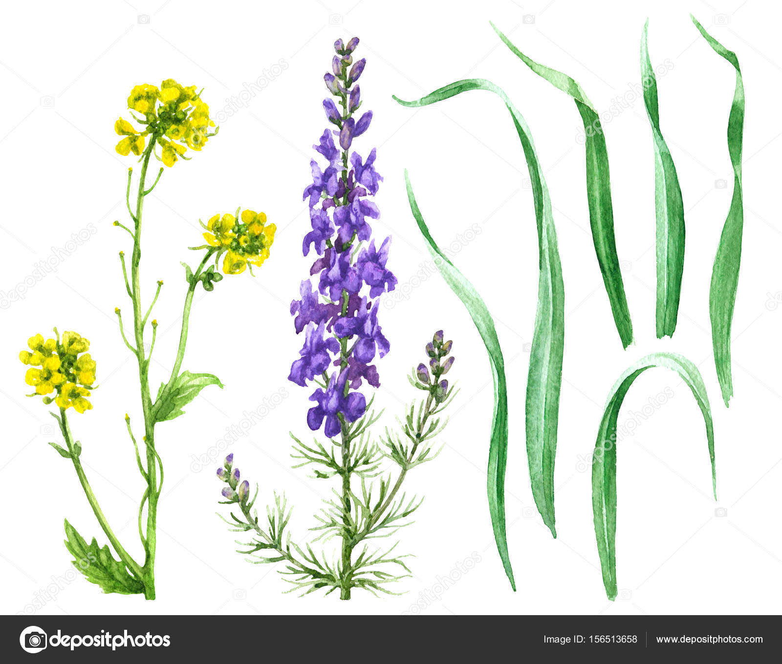 Wiesenblumen und Rasen Blätter — Stockfoto © Valiva #156513658