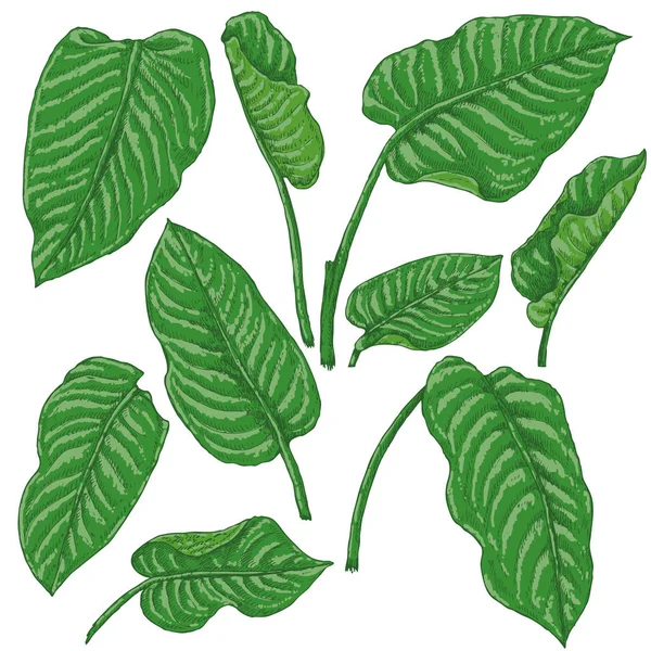 Yeşil Dieffenbachia yaprakları kroki — Stok Vektör