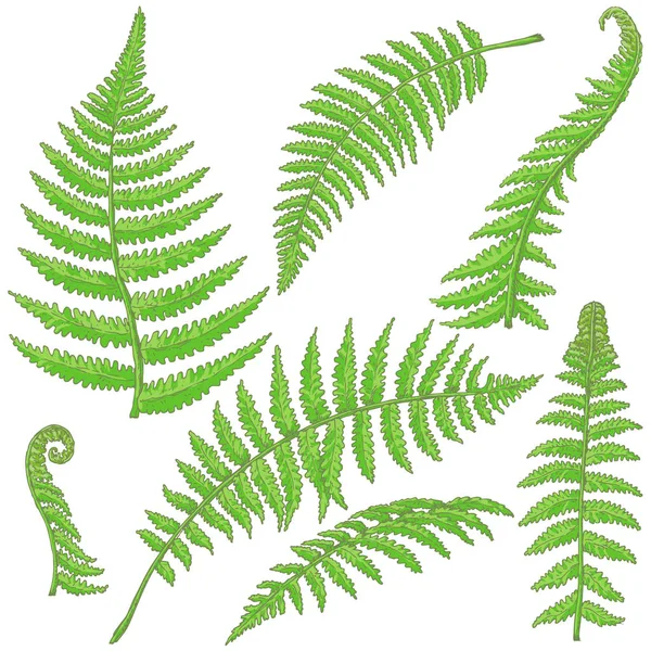 Σκίτσο φύλλα πράσινο φτέρη — Διανυσματικό Αρχείο