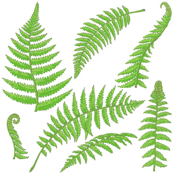 Green Fern Leaves Sketch Royalty Free Stock Illustrations