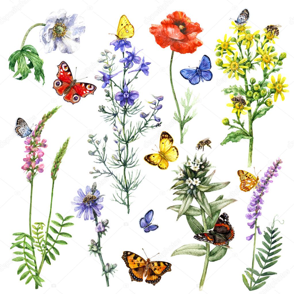 Watercolor flowers and insects