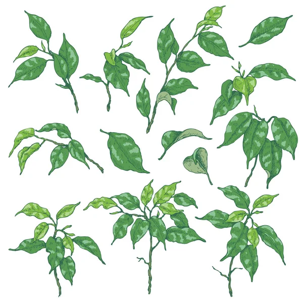 Ficus zöld ágak vázlat — Stock Vector