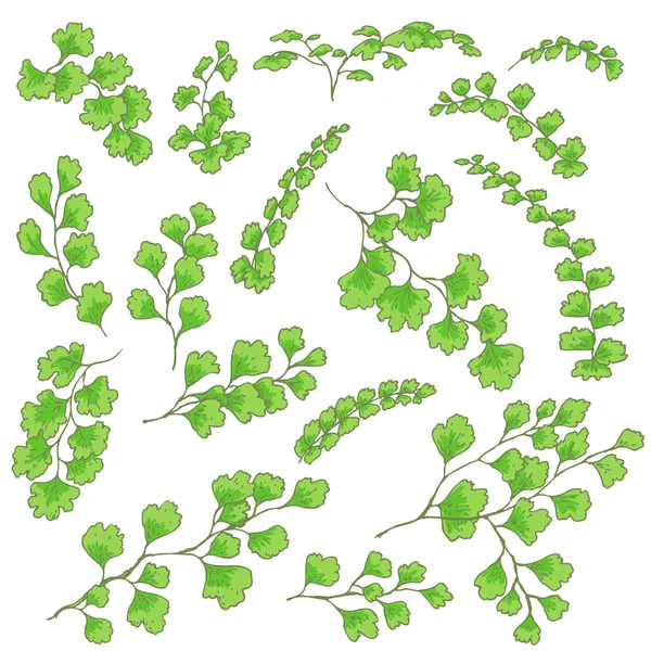 Green Fern Leaves Sketch — Stock Vector