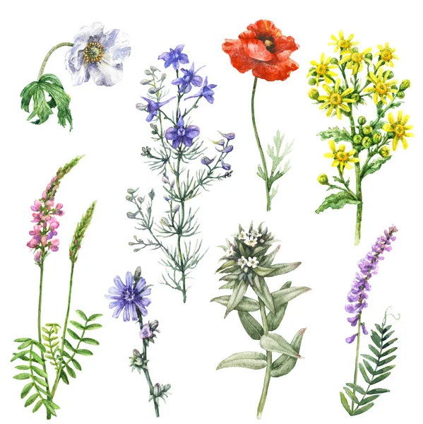 Set di fiori selvatici — Foto Stock