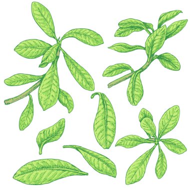 Synadenium dalları kroki