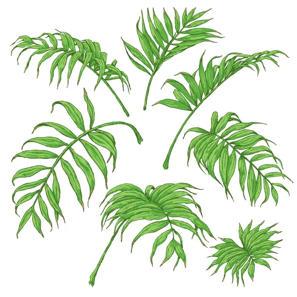 绿色的棕榈叶素描 — 图库矢量图片
