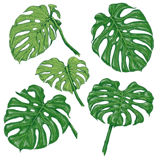 緑のモンステラの葉のスケッチ — ストックベクタ