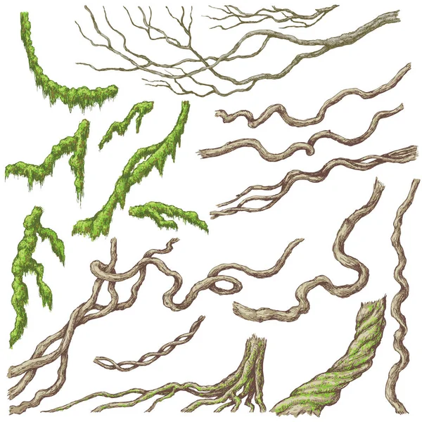 Liana Branches Sketch — Stock Vector