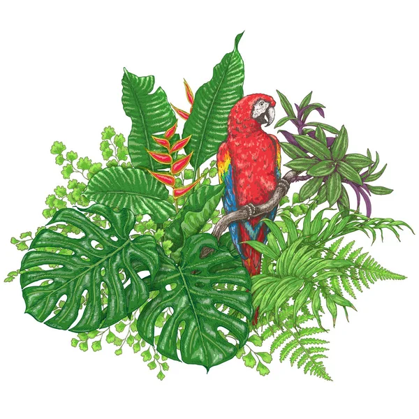 Plantas tropicales y guacamayo sentado — Archivo Imágenes Vectoriales