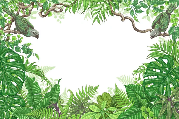 Рамка тропических растений и птиц — стоковый вектор