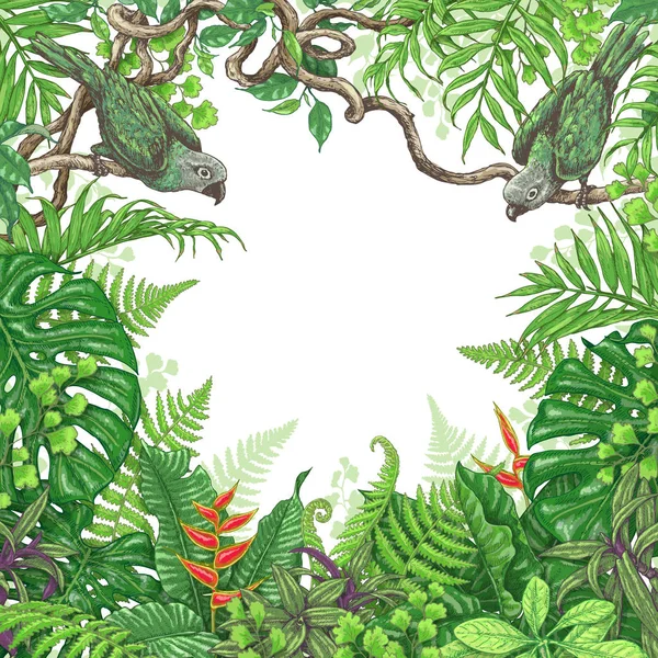 Tropiske planter og fugle Frame – Stock-vektor