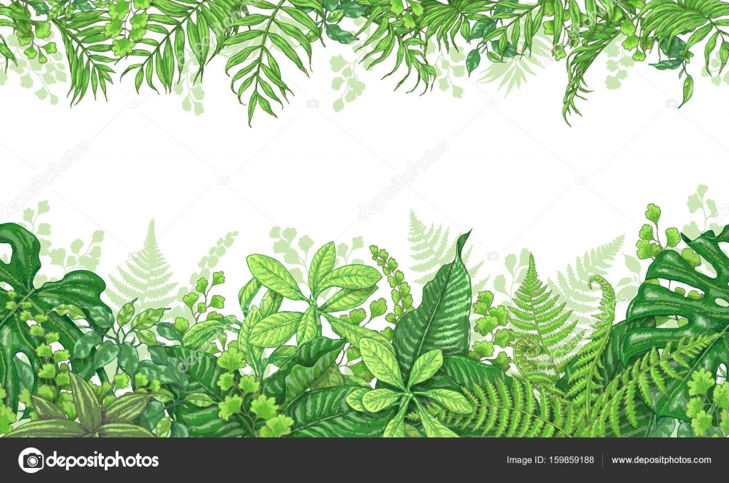 Tropical Plant Border