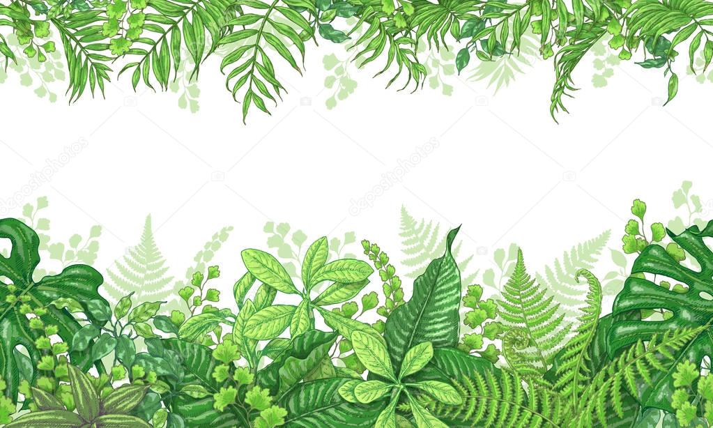 Tropical Plants  Horizontal Border
