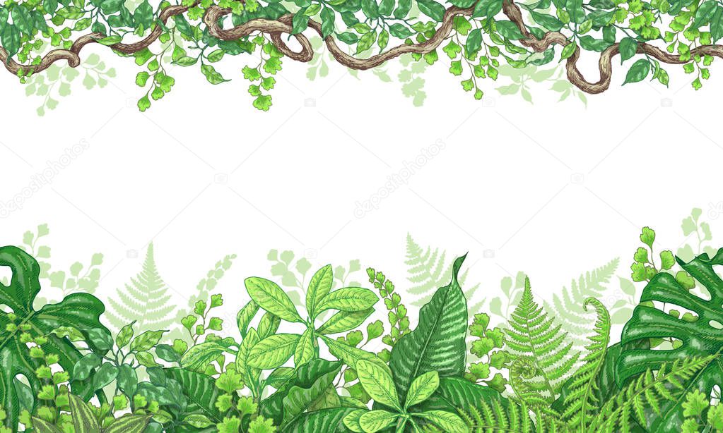Tropical Plants  Horizontal Border