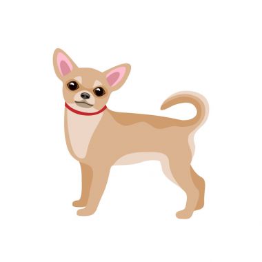 küçük köpek üzerine beyaz izole