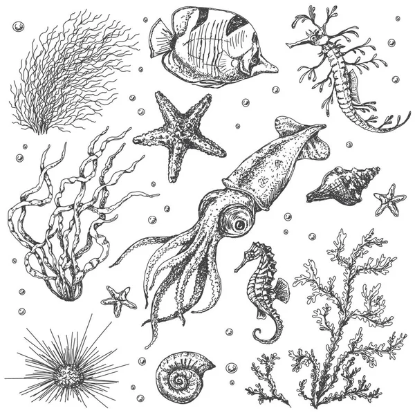 Underwater Plants and Animals Sketch — Stock Vector