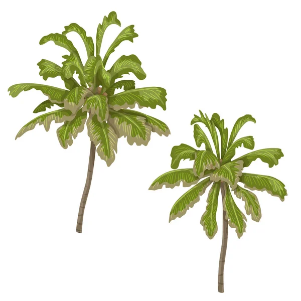 Izole palmiye ağaçları — Stok Vektör