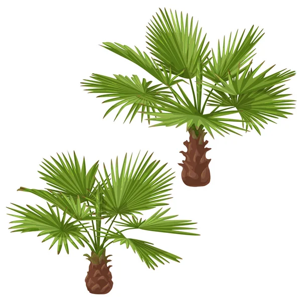 Pohon Palm Washingtonia Terisolasi - Stok Vektor