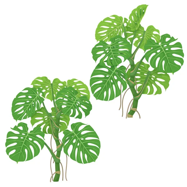 Monstera plantes isolées — Image vectorielle