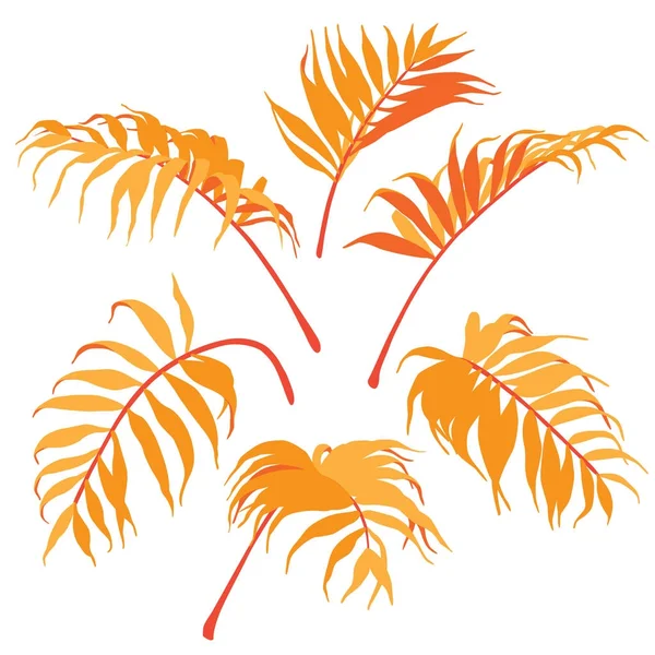 Folhas de palma isoladas — Vetor de Stock
