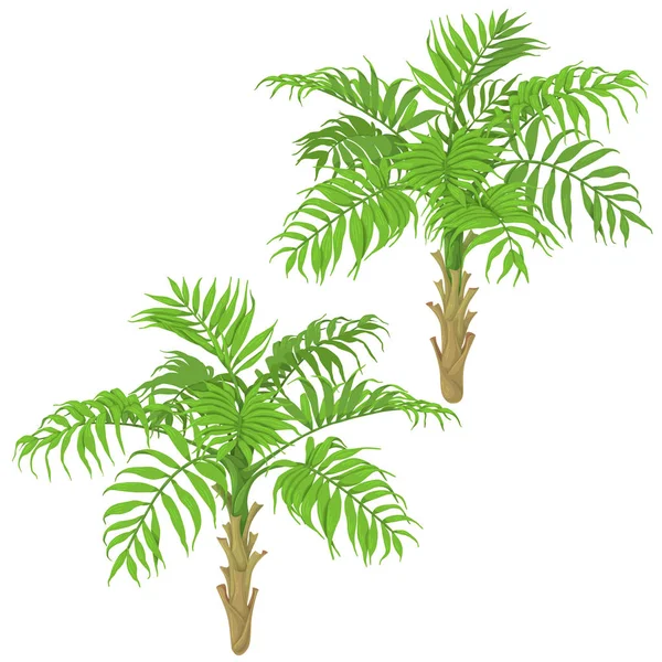 Young Palm Trees on White Background — Stock Vector