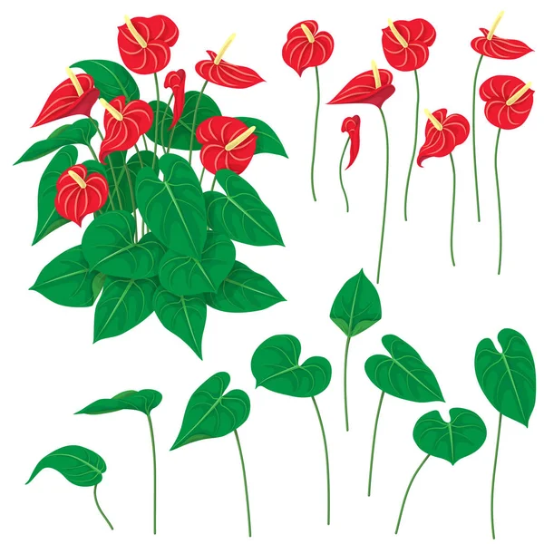 Anthurium blommor Set — Stock vektor