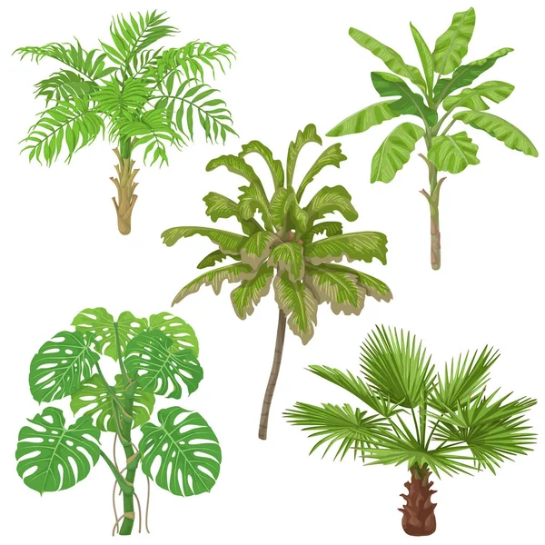 Tropical Plants Isolated — Stock Vector
