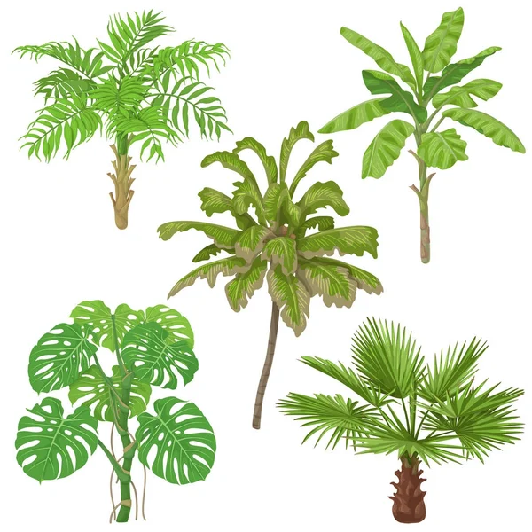 Plantele tropicale izolate — Vector de stoc